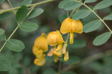 Yellow acacia blossom with red heart shapes on the petals of the flowers close-up