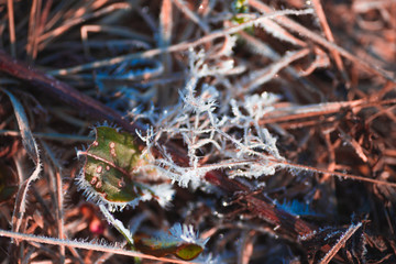 Macro photo of frost on the grass in the morning at dawn