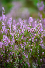 Obraz premium blooming heather in green forest moss in autumn