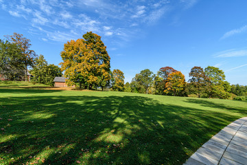 single large tree in the middle of green meadow pasture