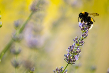 Bumblebee on flower