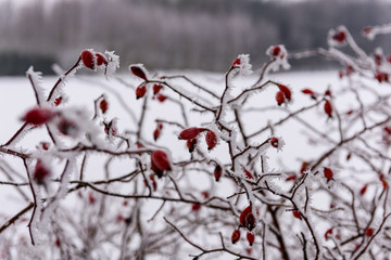 winter dry vegetation tree branches and leaves frosty covered with snow