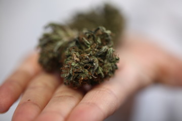 doctor hand hold and offer to patient medical marijuana and oil. Cannabis recipe for personal use, legal light drugs prescribe, alternative remedy or medication,medicine concept