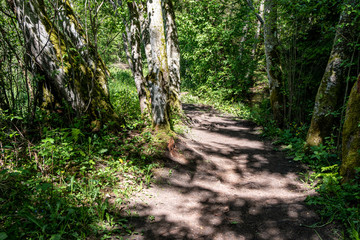 sunny summer hiking trail footpath in the woods for tourists