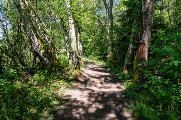 sunny summer hiking trail footpath in the woods for tourists