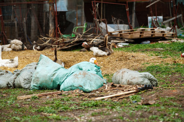 Goose hiding behind sacks on the yard