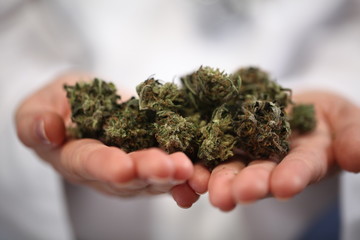 doctor hand hold and offer to patient medical marijuana and oil. Cannabis recipe for personal use, legal light drugs prescribe, alternative remedy or medication,medicine concept