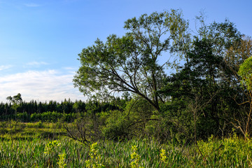 single large tree in the middle of green meadow pasture