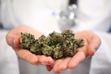 doctor hand hold and offer to patient medical marijuana and oil. Cannabis recipe for personal use,...