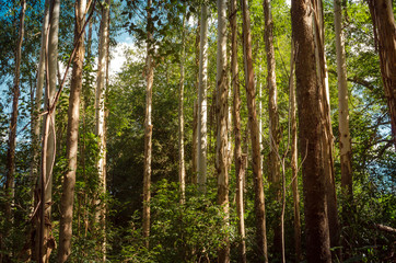 Reforestation trees with sun lights