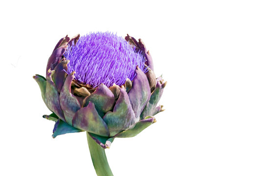 Blooming vegetable plant artichoke isolated on white background. Food and Medicinal Plant