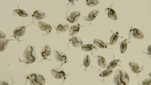 Bosmina water flea under the microscope, the chaotic movement of a colony of Bosmina plankton crustaceans, they are easily recognized by the antennulae resembling a beak, is a planktonic organism