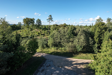 forest texture with tree trunk wall in green summer