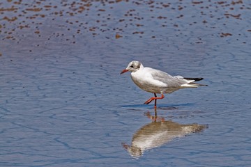 Mouette rieuse