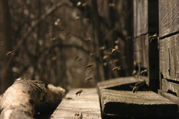 Bees fly into the hives