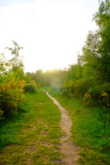 Fototapeta na wymiar Diminishing view of path in grass field