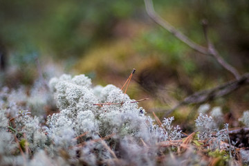 blooming heather in green forest moss in autumn
