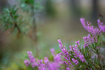 blooming heather in green forest moss in autumn