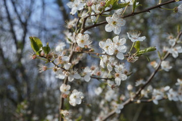 blossom