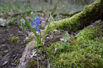 bluebell