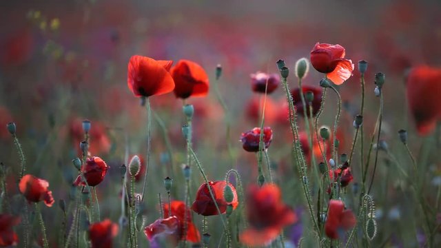 poppy field flower red poppies summer nature spring meadow wind