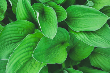 Fototapeta premium Green hosta leaves top view background. Big green fresh leaves pattern for design, brochure, backdrop, web, ad
