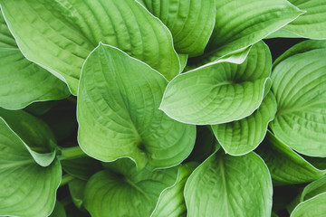 Green hosta leaves top view background. Big green fresh leaves pattern for design, brochure, backdrop, web, ad. Foliage above