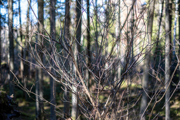 forest texture with tree trunk wall in green summer