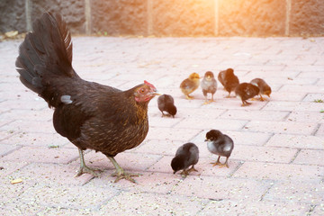 Brown chicken and little chickens walking on the street in the evening