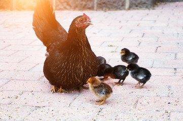 Brown chicken and little chickens walking on the street in the evening
