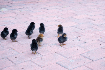 The group of little chickens walking on the street 