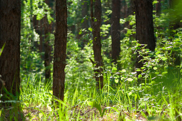 Sunny day in the forest with grass and trees. Woodland sunlight summer