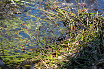 water texture with reflections and rocks on the bottom of stream