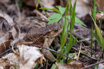 first green foliage sprouting from empty ground in the spring