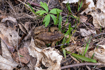 first green foliage sprouting from empty ground in the spring