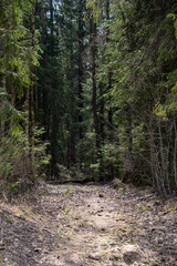 forest texture with tree trunk wall in green summer