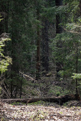 forest texture with tree trunk wall in green summer