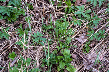 first green foliage sprouting from empty ground in the spring