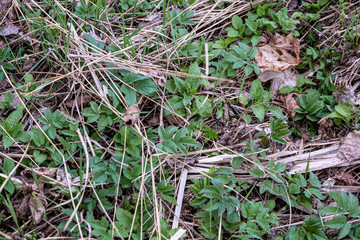 first green foliage sprouting from empty ground in the spring