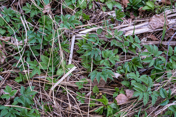 first green foliage sprouting from empty ground in the spring
