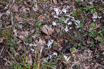 skeleton of dead animal in forest