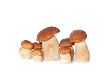 Boletus edulis mushrooms on white