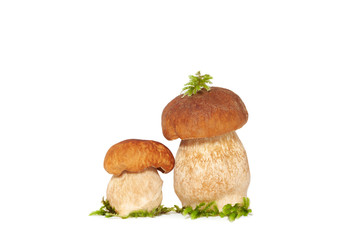Two forest king boletus mushrooms isolated on white