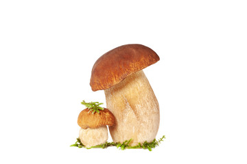 Two forest king boletus mushrooms isolated on white