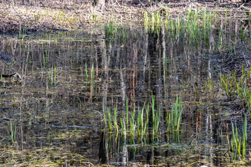 first green foliage sprouting from empty ground in the spring