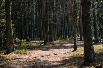 forest texture with tree trunk wall in green summer