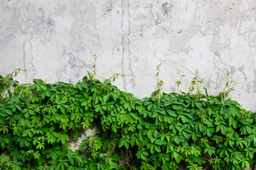 Vine leaves growing along gray wall