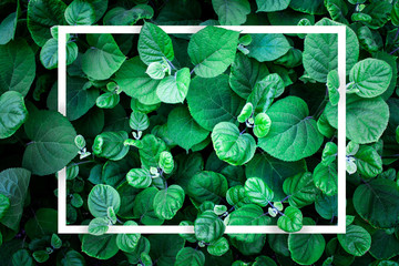 White geometric shape hidden in foliage leaves