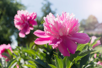 Obraz premium Close up of pink peony flower growing in a garden