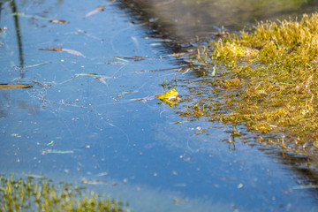 green frog tadpoles feeding on grass in the ditch